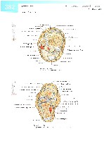Sobotta  Atlas of Human Anatomy  Trunk, Viscera,Lower Limb Volume2 2006, page 389